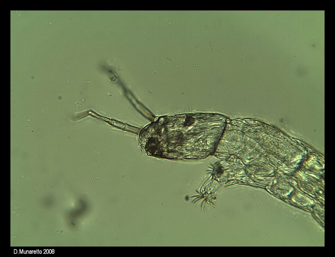 Larva di Chironomide (era 